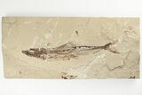 Cretaceous Viper Fish (Prionolepis) Fossil - Hjoula, Lebanon #201377-1